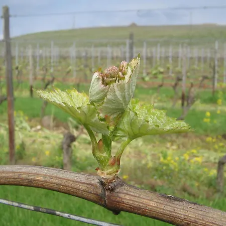 Winzerhaus Johannisberg - Weingut Michael Gietz Hotell *