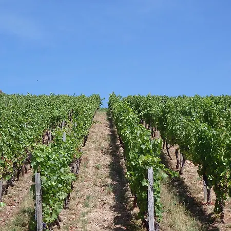 호텔 Winzerhaus Johannisberg - Weingut Michael Gietz *