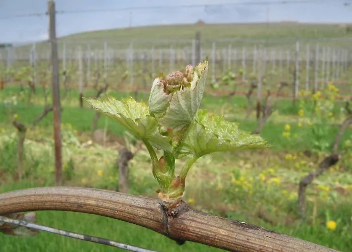 Winzerhaus Johannisberg - Weingut Michael Gietz Hotel *